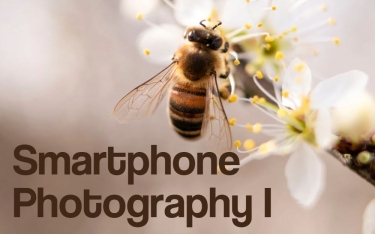 close up of bee on flower