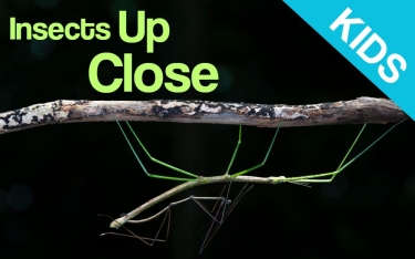 image of walking stick