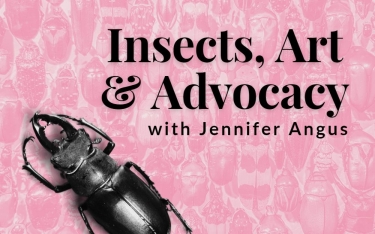 stag beetle on pink background