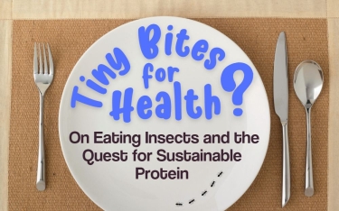 image of empty plate with ants