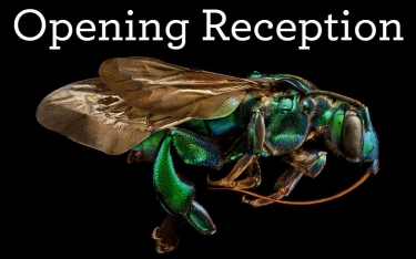 image of orchid cuckoo bee